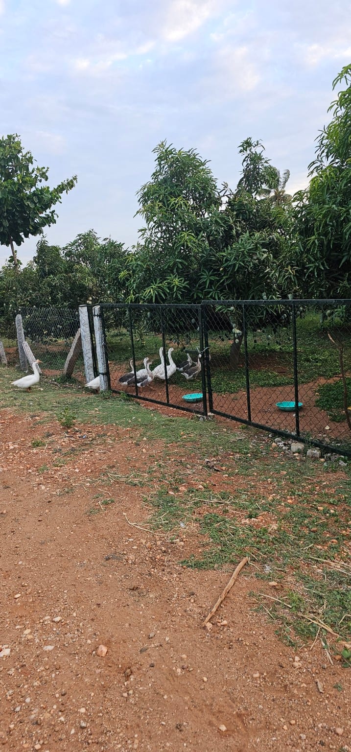 Geese by the gate beside the mango orchard at Vathiyar Thottam
