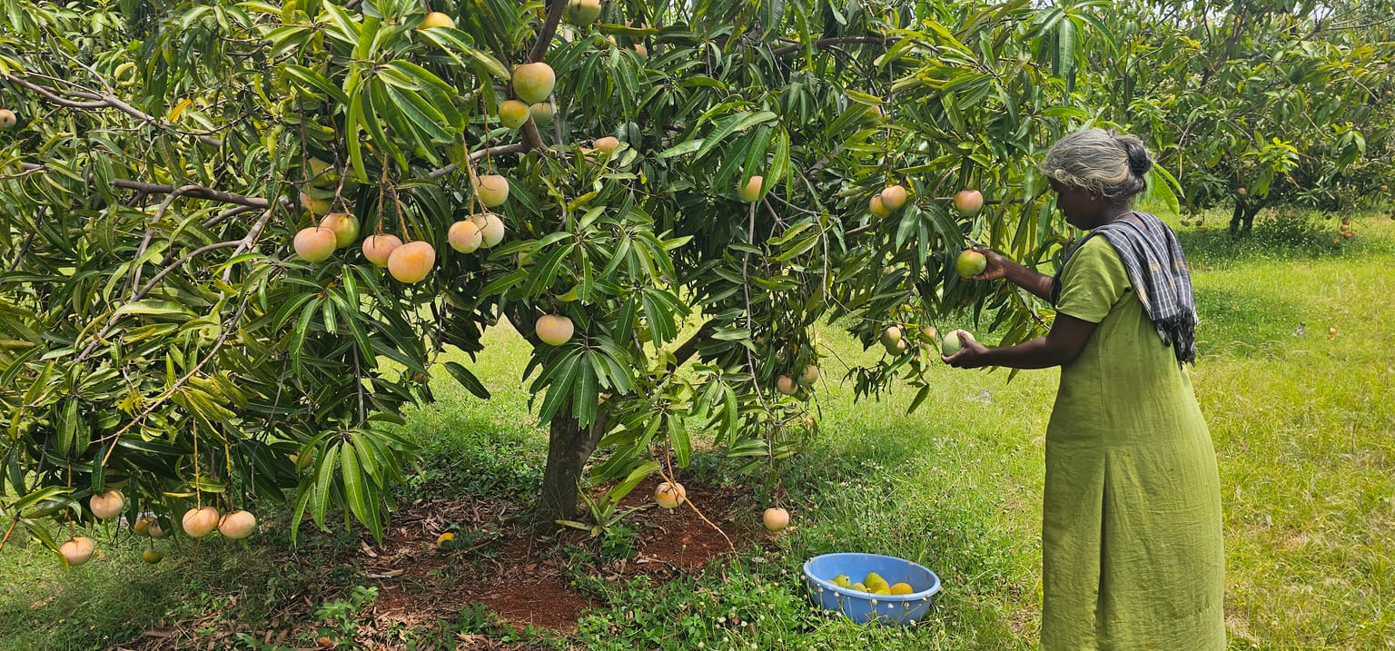A farmer reaching up to hand-pick ripe mangoes from a tree at Vathiyar Thottam