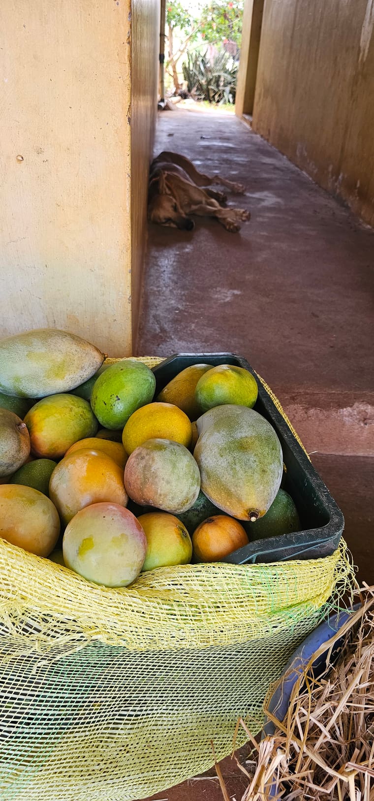 Baskets of freshly harvested ripe mangoes ready to be packed at Vathiyar Thottam