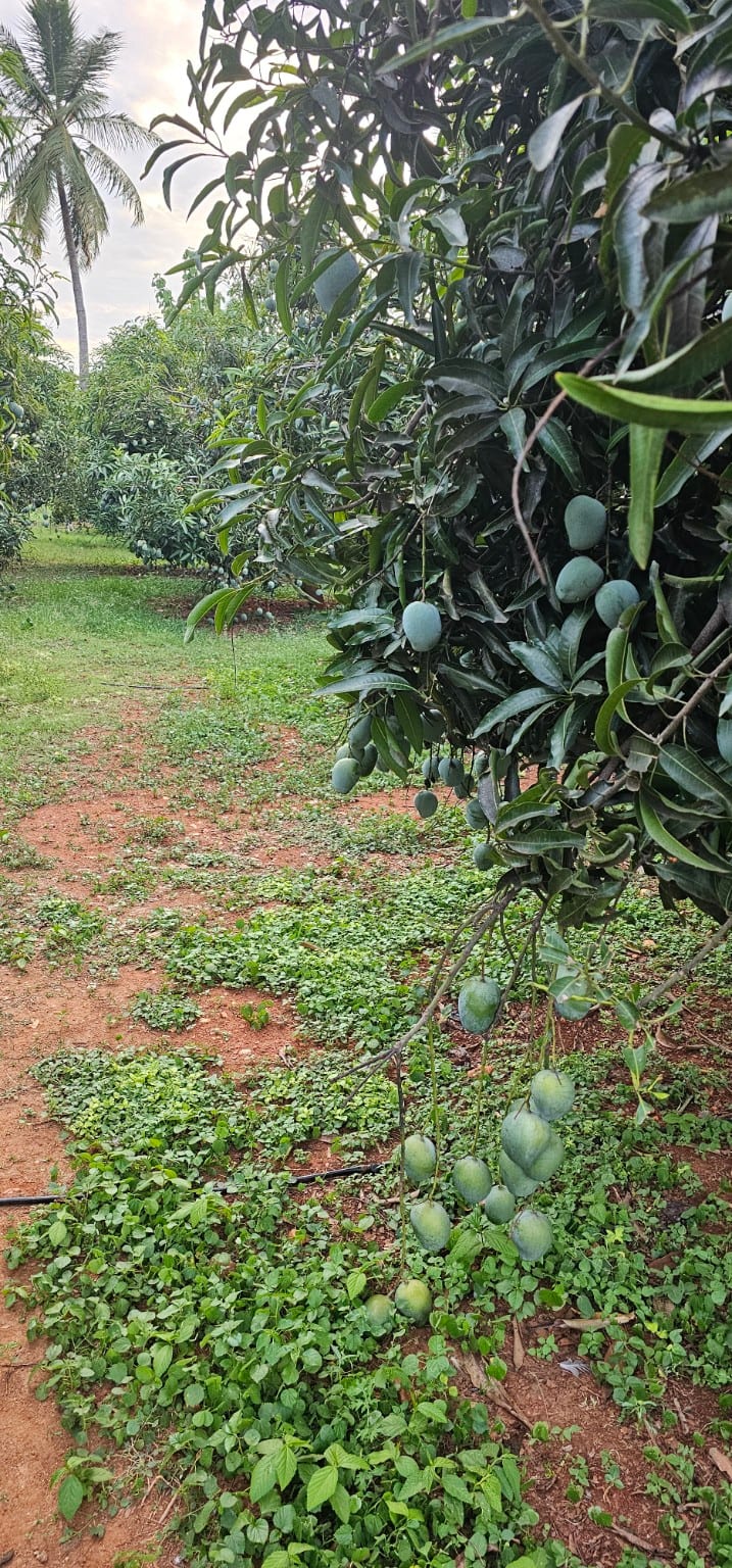 Mangoes ripening on the branch at Vathiyar Thottam