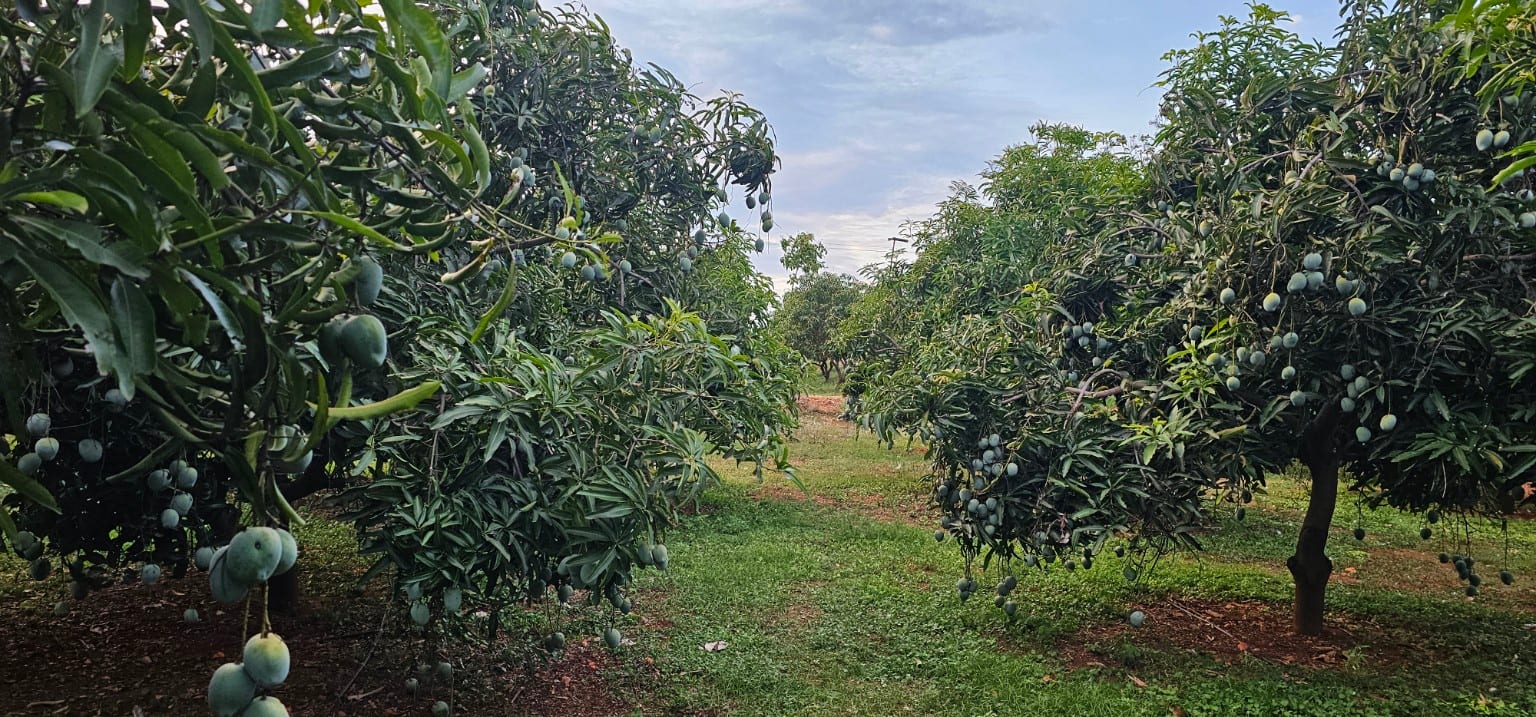 Orchard rows laden with green mangoes beside a grass path at Vathiyar Thottam, Muthanampatti